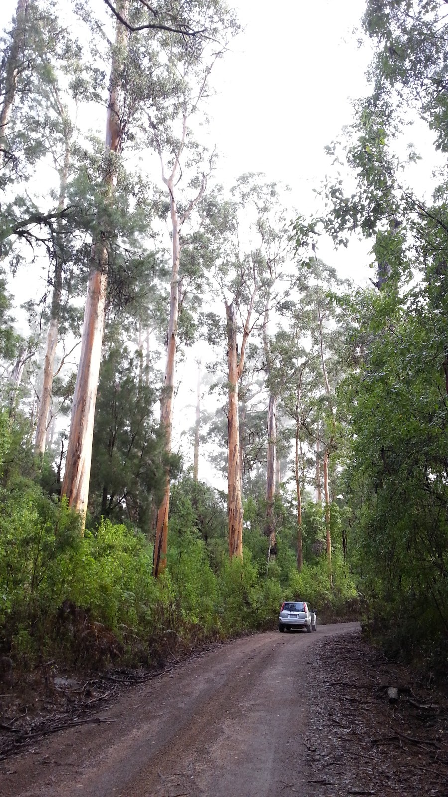 Warren Campground | Heart Break Trail, Yeagarup WA 6260, Australia