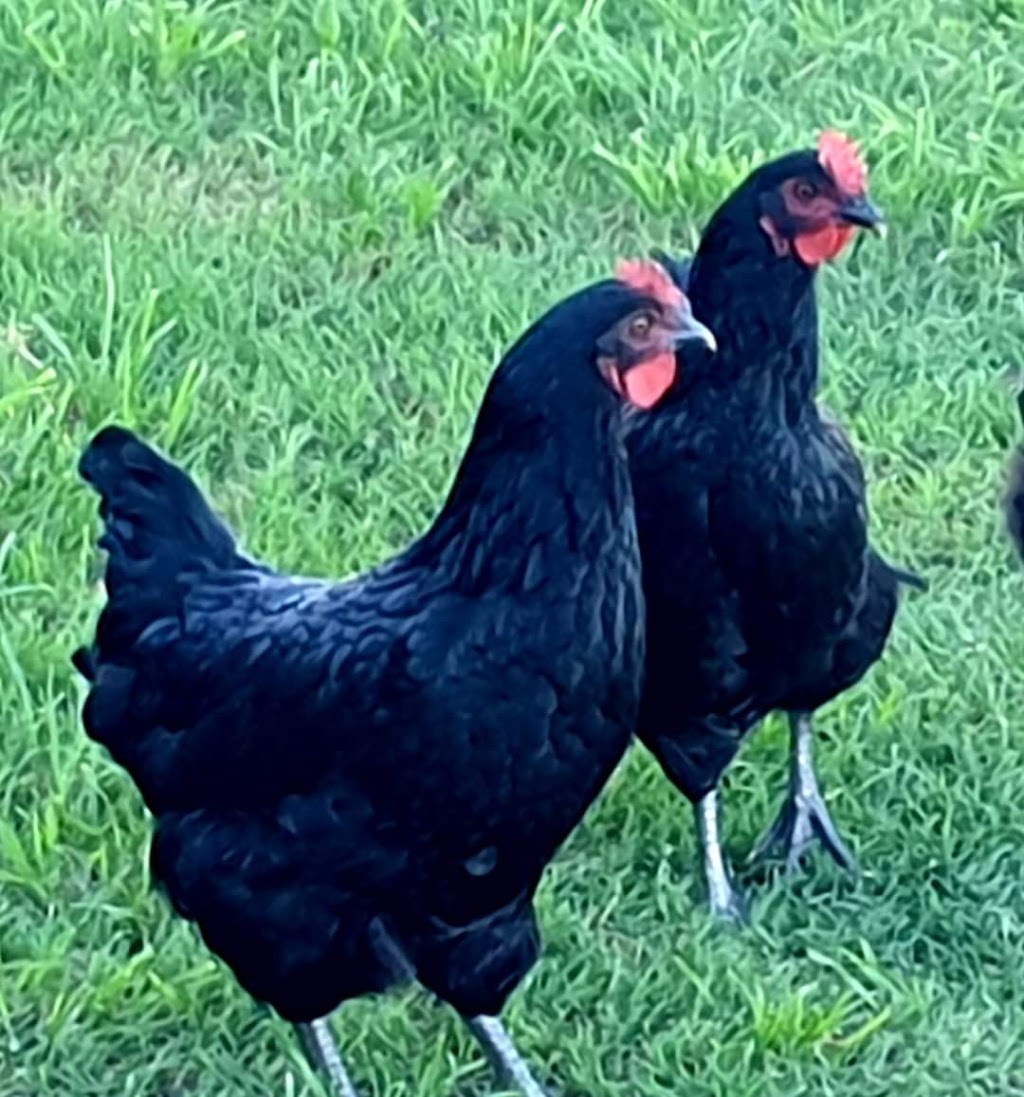 Mayers Well Poultry | 233 Jansens Rd, Mount Ossa QLD 4741, Australia | Phone: 0494 014 711
