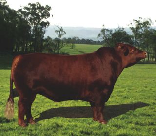 Ausline Cattle Association Inc | 221 Mulgowie Rd, Thornton QLD 4341, Australia | Phone: 1300 882 333