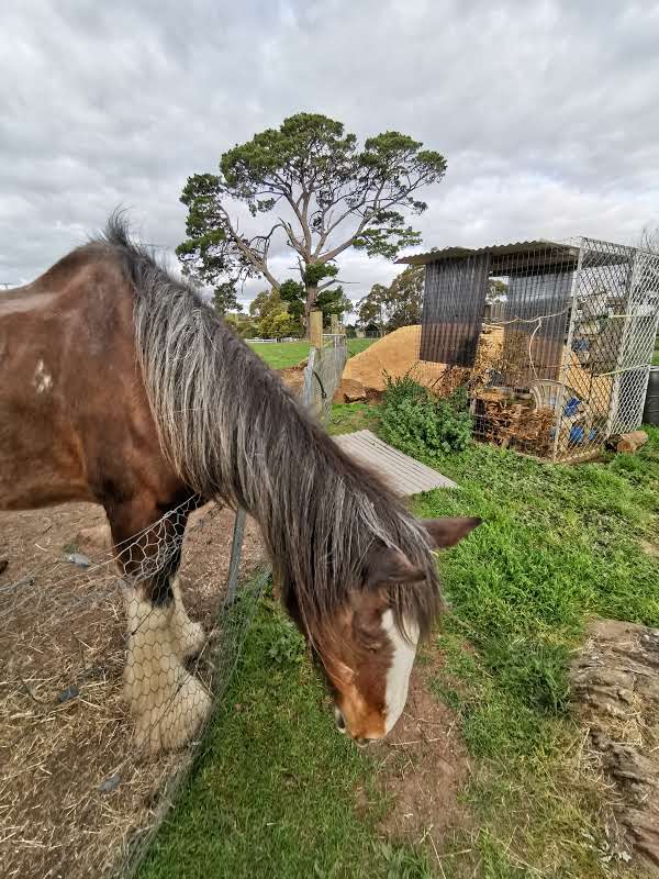 Big ears Animal Sanctuary | 31 Norwich Dr, Longford TAS 7301, Australia | Phone: 0488 094 210