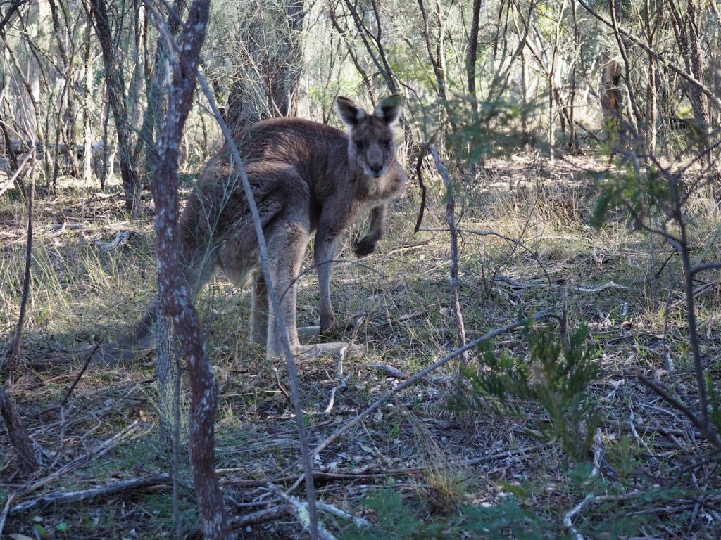 Oxley Wild Rivers National Park | Hillgrove NSW 2350, Australia