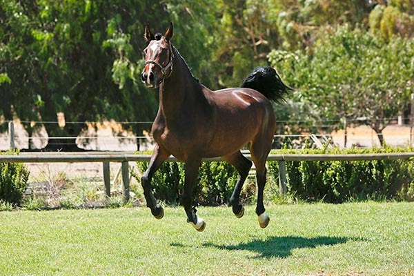 Kentaur Australia Equestrian Shop Online & Performance Horses | 109 Coventry Crossing, Bullsbrook WA 6084, Australia | Phone: 0405 525 714