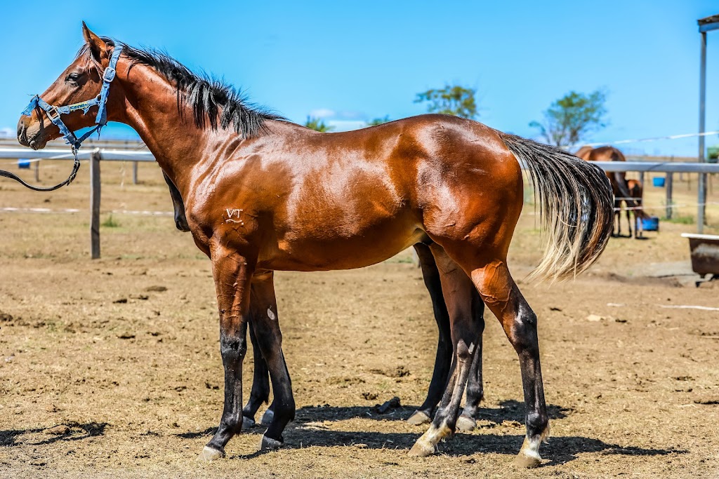 Chartwell spelling and agistment | 1546 Mount Walker W Rd, Merryvale QLD 4340, Australia | Phone: 0476 128 212