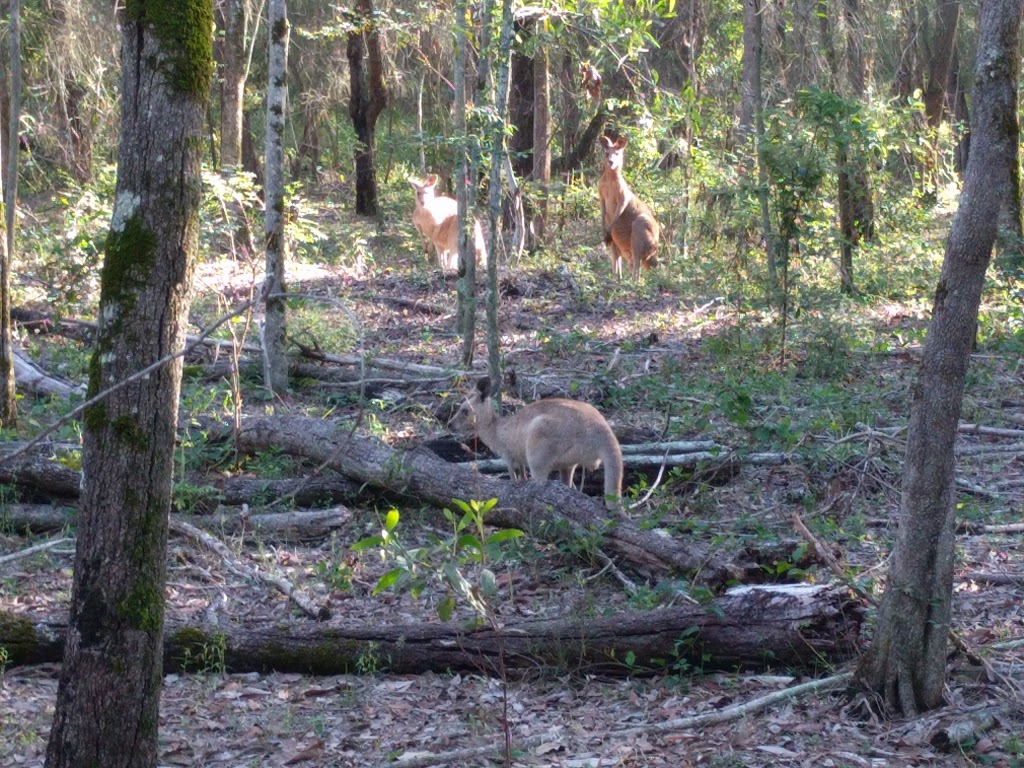 Coombabah Reserve & Mangrove Walk | Coombabah QLD 4216, Australia | Phone: (07) 5581 6709