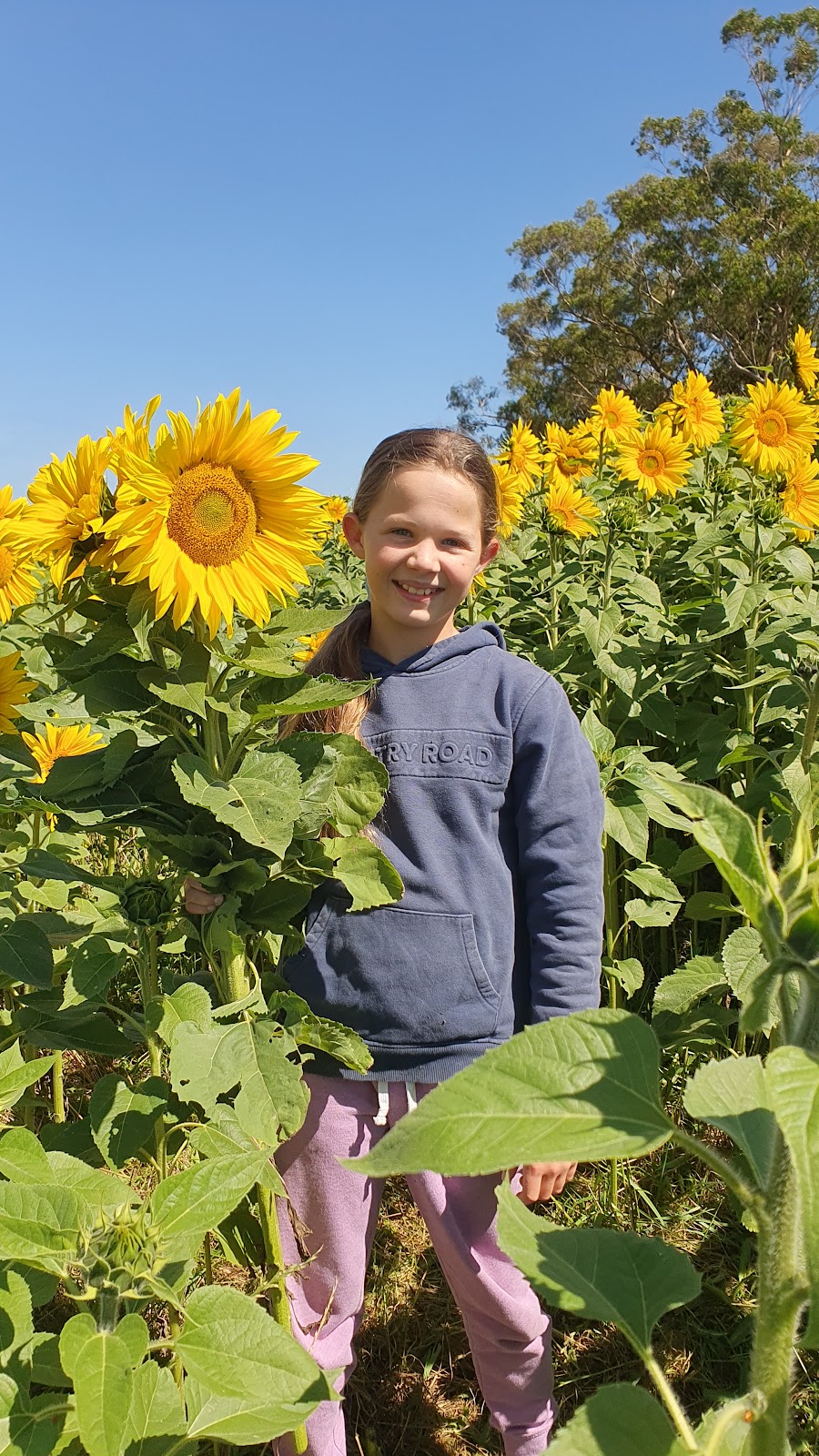 Spa Country Sunflowers | 420 Developmental Rd, Bolwarrah VIC 3352, Australia | Phone: 0418 387 380