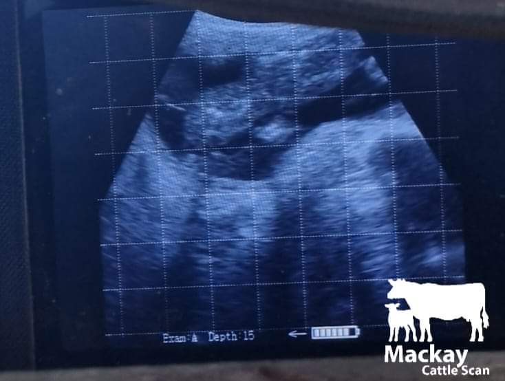 Mackay Cattle Scan | 147 Paul Burger Rd, Mount Ossa QLD 4741, Australia | Phone: 0427 072 675
