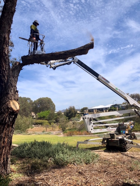 Geoffs Tree Service | Gibbs Rd, Nowergup WA 6032, Australia | Phone: 0419 678 910