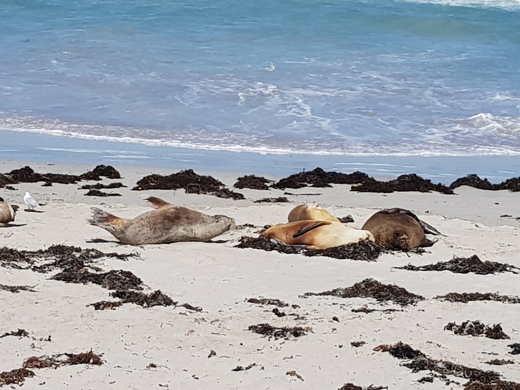 Seal Bay Conservation Park | Seal Bay Rd, Seal Bay SA 5221, Australia | Phone: (08) 8553 4463