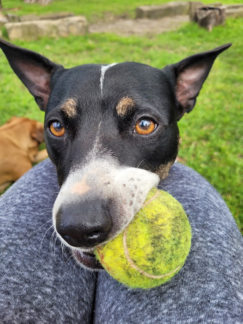DOGGY RETREAT | Gillies St, Kurri Kurri NSW 2327, Australia | Phone: 0491 626 848