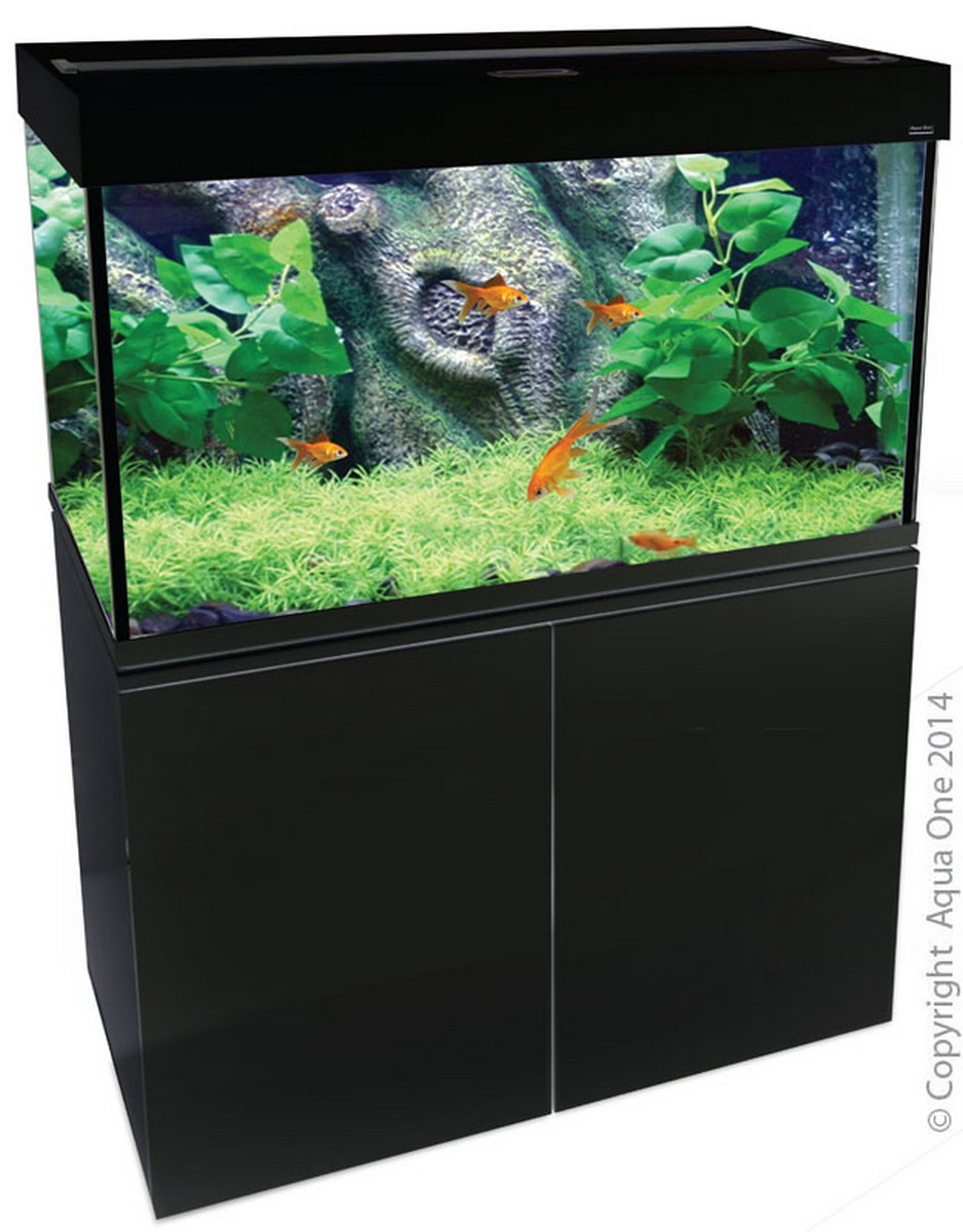 Aquarium Fish Paradise | pet store | 466 Payneham Rd, Glynde SA 5070, Australia | 0883365062 OR +61 8 8336 5062