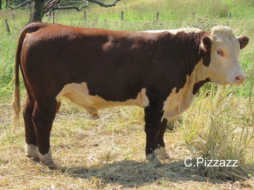 Curracabark Angus and Hereford Stud | 2796 Curricabark Rd, Curricabark NSW 2422, Australia | Phone: (02) 6558 7515