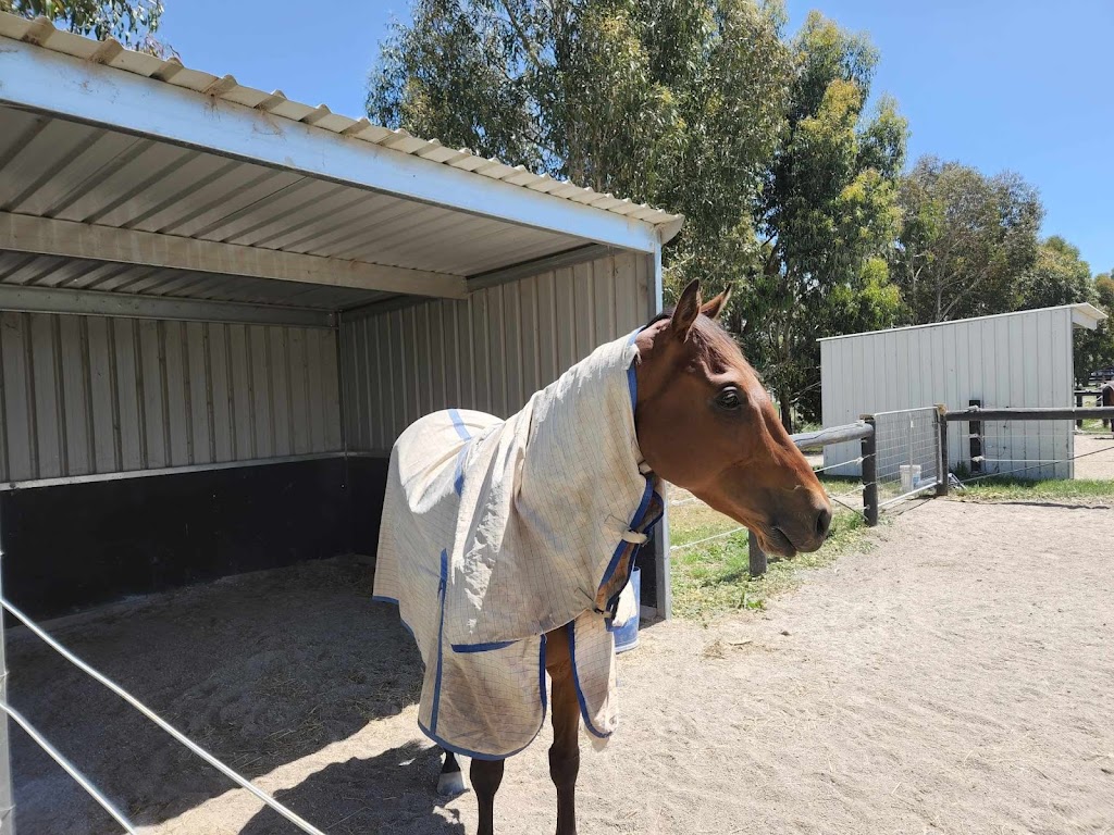 Beckworth Equine | 333 Kennedys Rd, Miners Rest VIC 3352, Australia | Phone: 0493 078 926