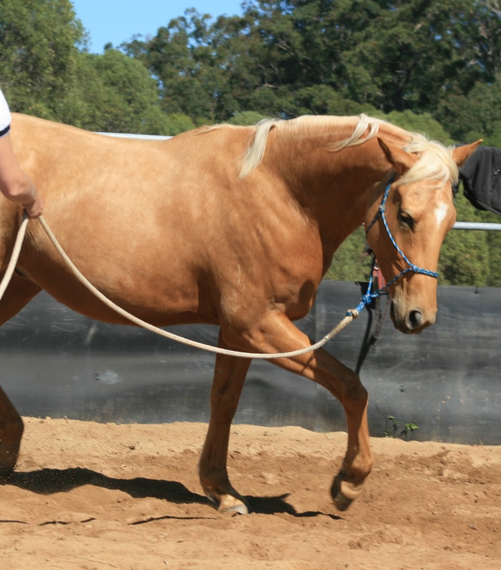 mary valley equine training centre | Belli Park QLD 4562, Australia | Phone: 0409 320 284