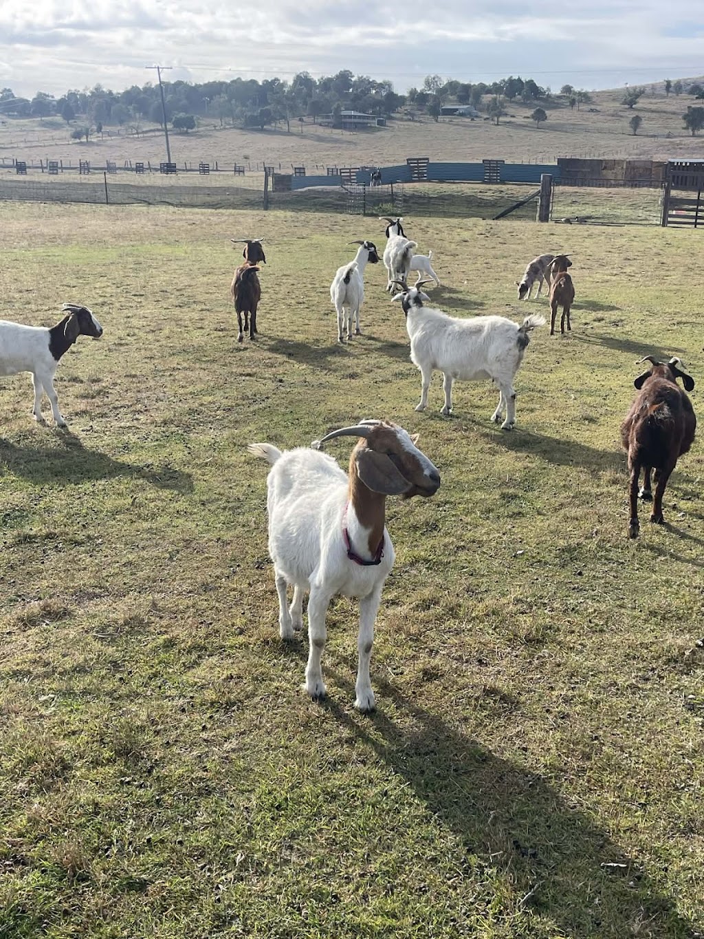 Migasoka Farm | 282 Linkes Ln, Mount Beppo QLD 4313, Australia | Phone: 0401 838 490