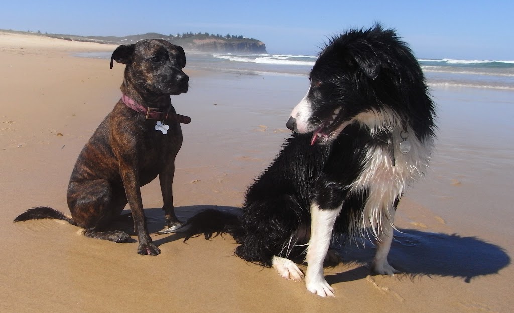 All4Paws Dog Training | 40 Macquarie St, Bolton Point NSW 2284, Australia | Phone: 0407 008 004