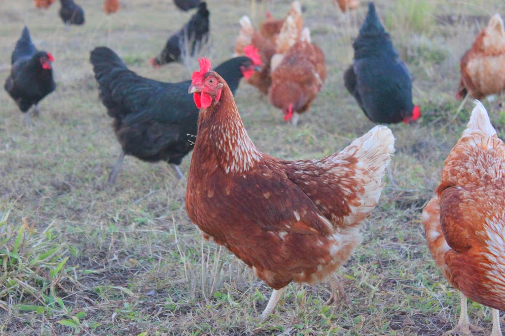 KCRidge Pastured Eggs & Pastured Heritage Pork | 359 Windmill Rd, Chinchilla QLD 4413, Australia | Phone: 0429 628 392