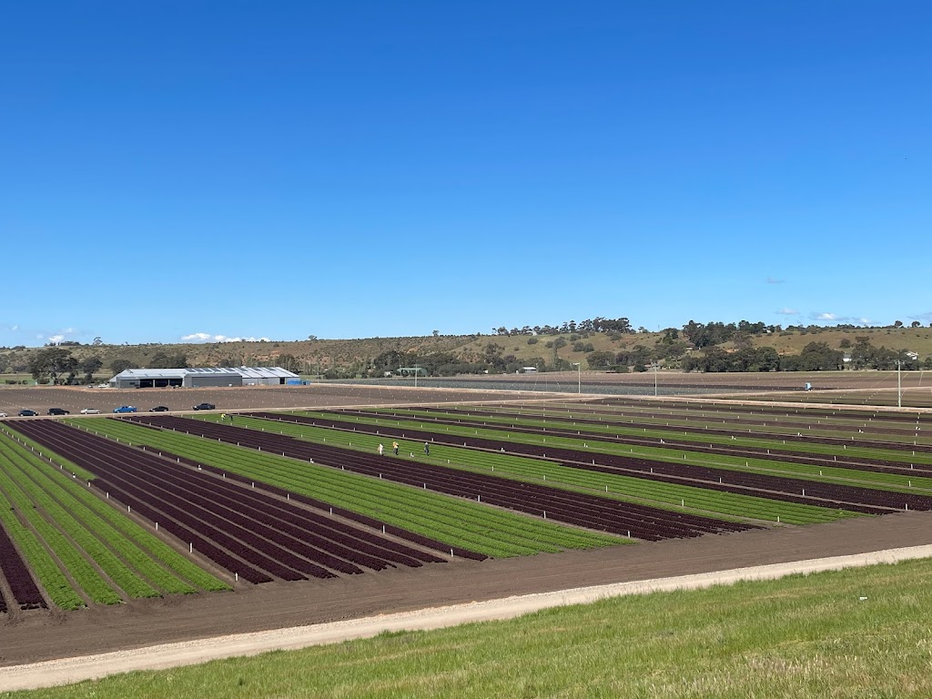 Boratto Farms Pty Ltd | 84 Woolpack Rd, Maddingley VIC 3340, Australia | Phone: 0427 731 769