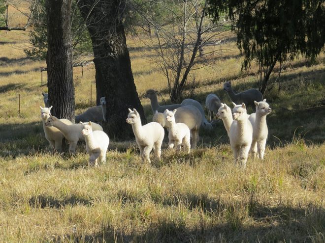 Oak Grove Ultrafine Alpacas | 20 Kameruka Ln, Candelo NSW 2550, Australia | Phone: (02) 6493 2036
