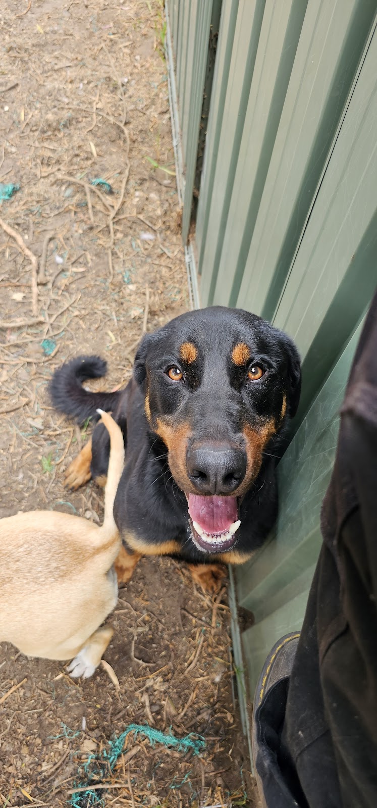 Hollandse Herder kennels | 15 Howell Rd, Londonderry NSW 2753, Australia | Phone: 0448 702 803