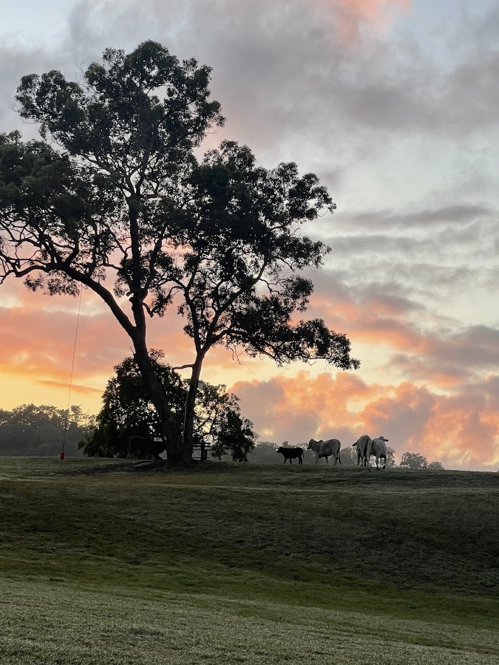 Cattle Camp, Sarina Qld | 182 W Plane Creek Rd, Sarina QLD 4737, Australia | Phone: 0488 546 370