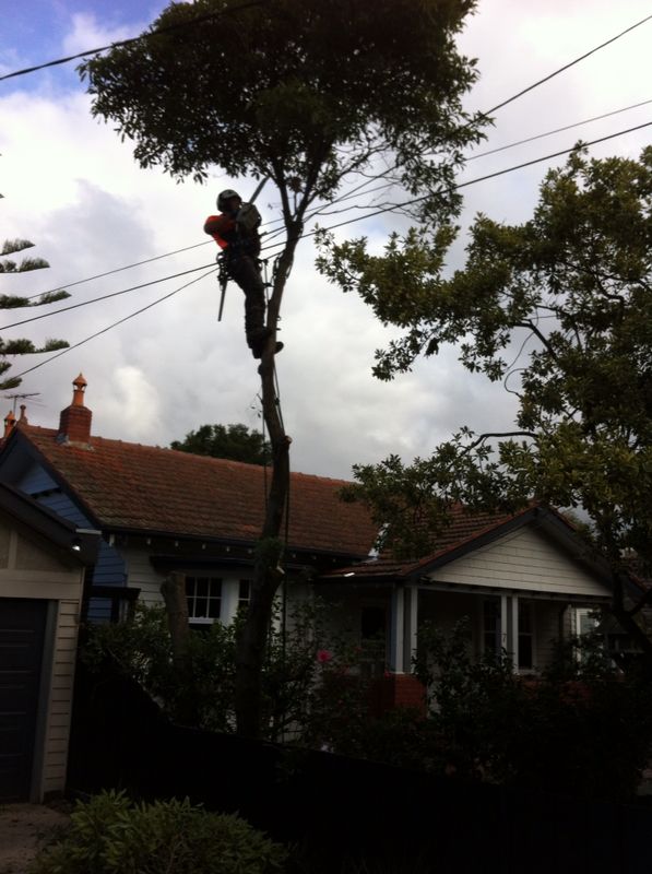 Small tree removals | 98 Oakbank Blvd, Whittlesea VIC 3757, Australia | Phone: 0416 695 138