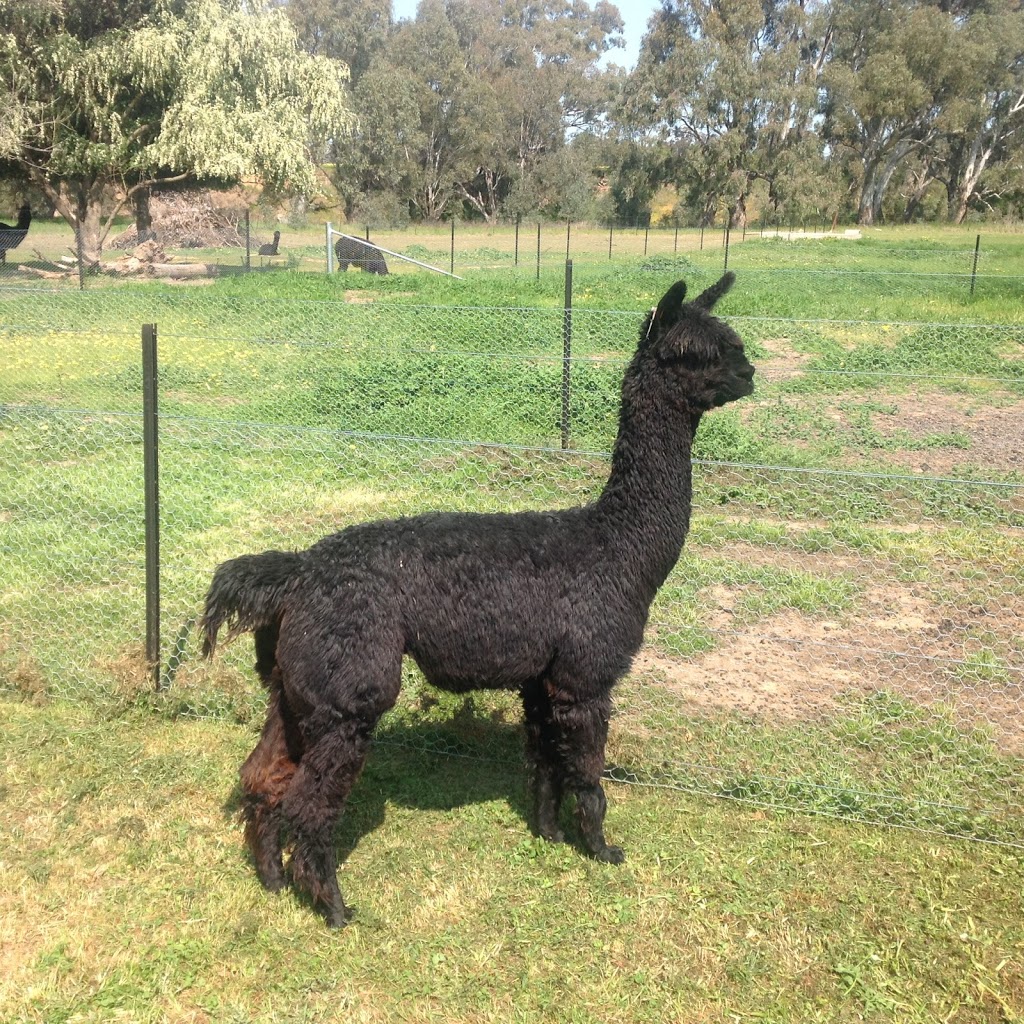 Serialars Suri Alpacas | 2947 Walbundrie Rd, Walbundrie NSW 2642, Australia | Phone: 0413 145 189