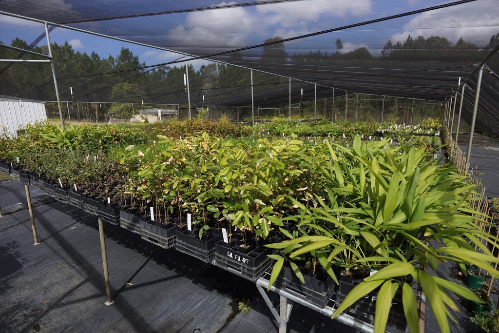 Barung Landcare Wholesale Native Nursery | 65 Amigh Rd, Landsborough QLD 4550, Australia | Phone: (07) 5494 3151