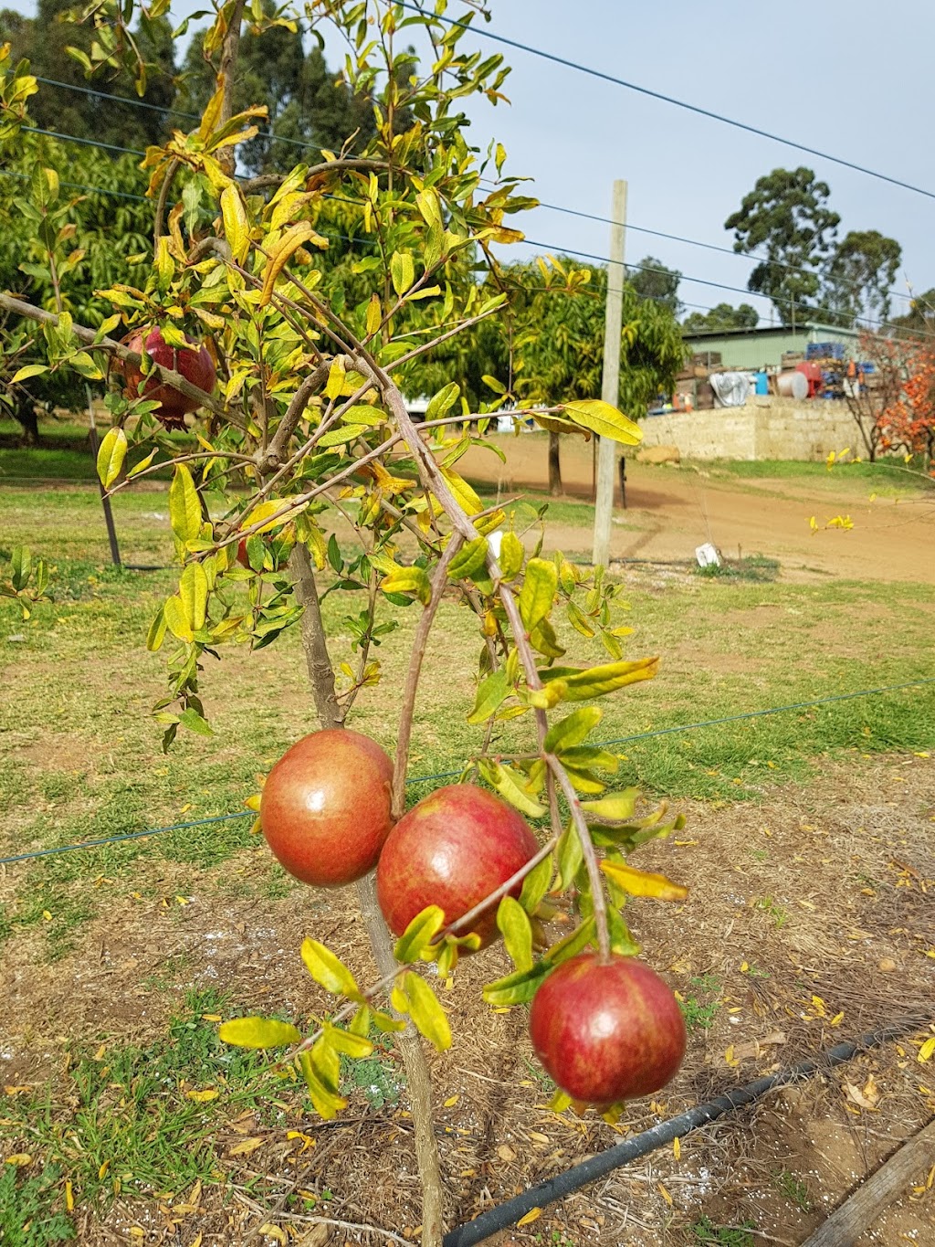 Raeburn Orchards | 4 Raeburn Rd, Roleystone WA 6111, Australia | Phone: (08) 9397 5325