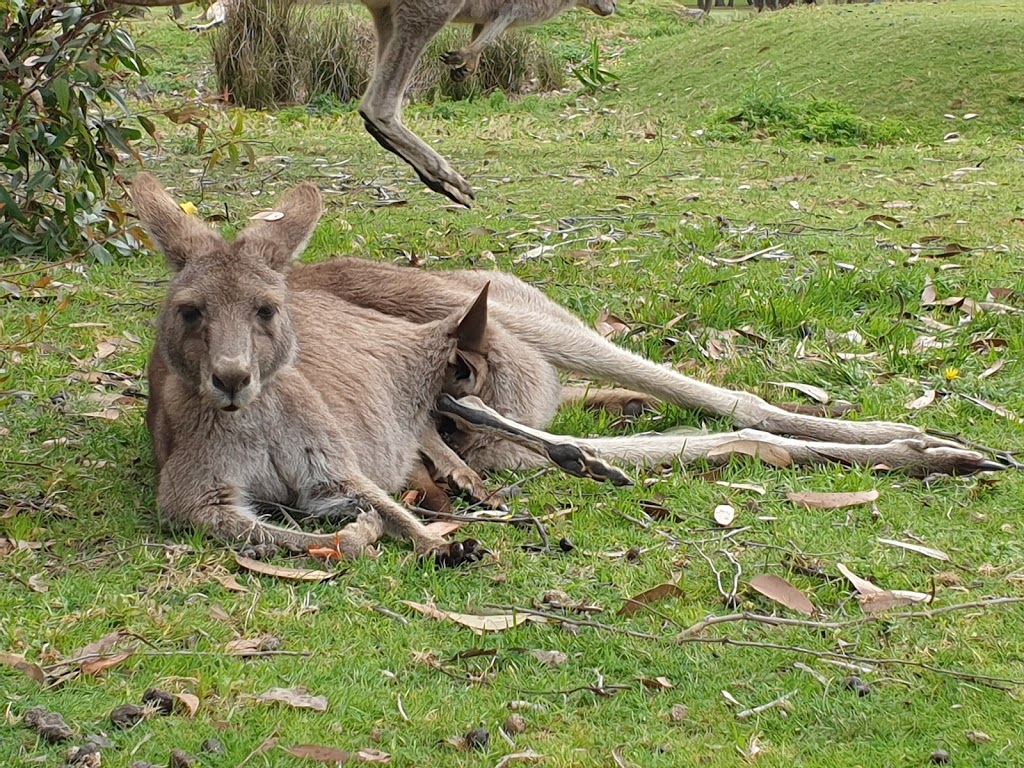 Kangaroo Viewing Tours Anglesea | 1 Golf Links Rd, Anglesea VIC 3230, Australia | Phone: (03) 5263 1582