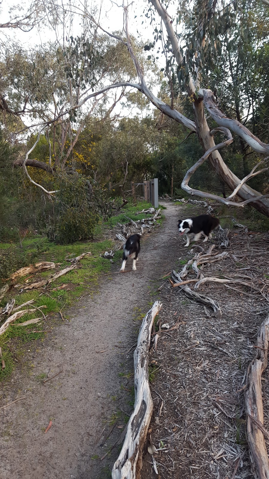 Long Hollow Heathland | park | Reserve Rd, Beaumaris VIC 3193, Australia