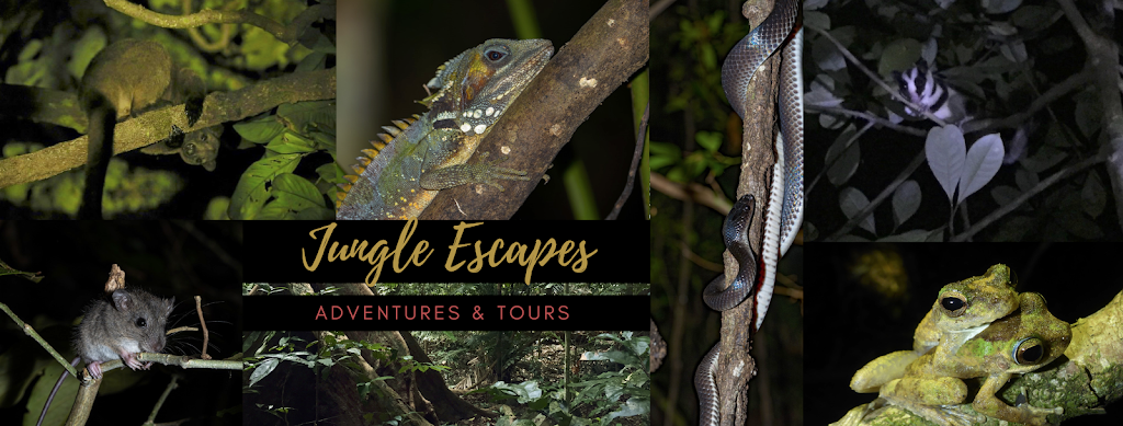Jungle Escapes - Adventures & Tours - Cape Tribulation |  | 141 Camelot Cl, Cape Tribulation QLD 4873, Australia | 0407734702 OR +61 407 734 702