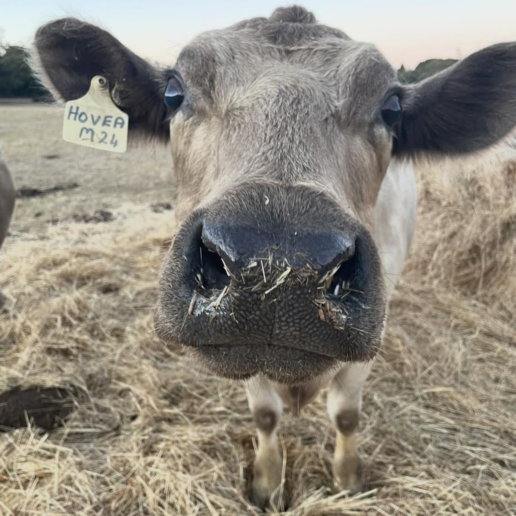 Ferguson Livestock | 306 Snake Valley-Chepstowe Rd, Snake Valley VIC 3351, Australia | Phone: 0412 144 625