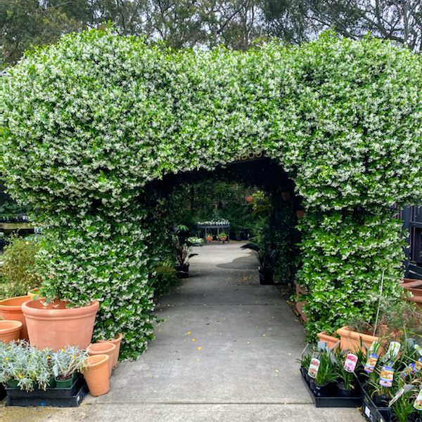 Plant Trade Nursery | 4310 Nelson Bay Rd, Anna Bay NSW 2316, Australia | Phone: (02) 4982 5095