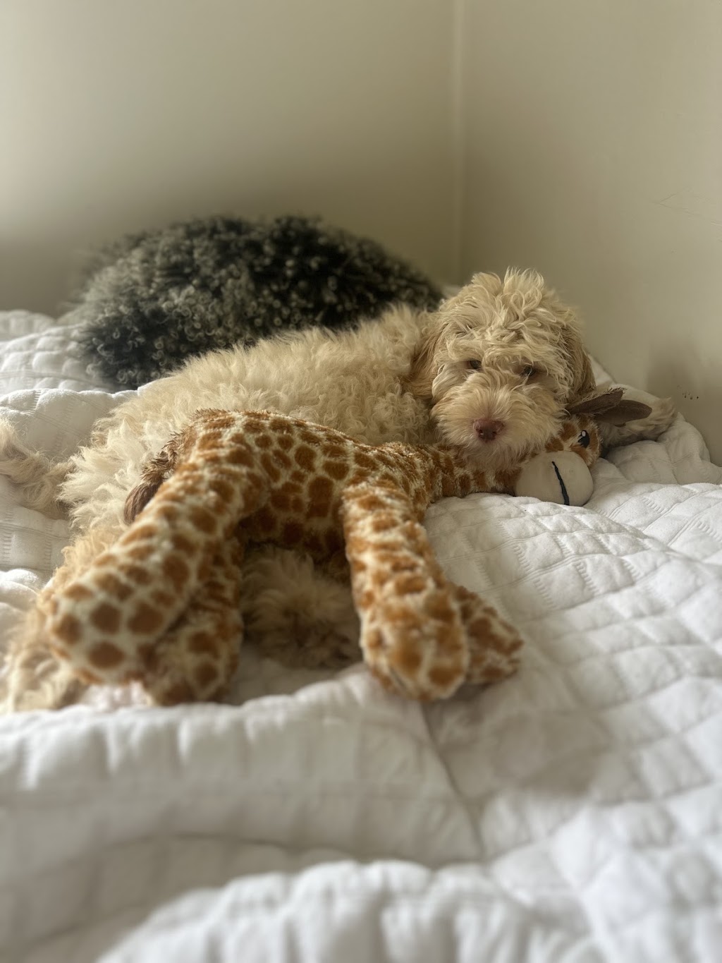 Cain Hill Cobberdogs | Ballards Rd, Thuddungra NSW 2594, Australia | Phone: 0409 827 678