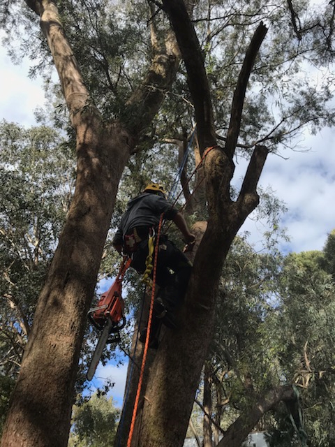 Lund&co Arboriculture | 1 Lakes Entrance, Point Lonsdale VIC 3225, Australia | Phone: 0435 207 404