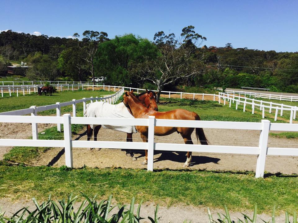 Kallaroo Park Equestrian Centre |  | 58 Cooyong Rd, Terrey Hills NSW 2084, Australia | 0403750260 OR +61 403 750 260