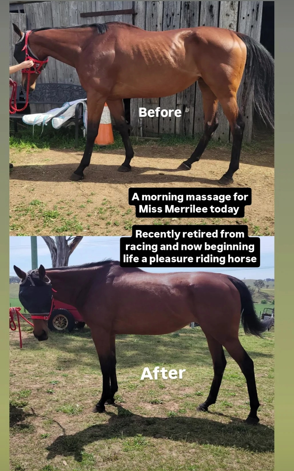 K.Olsen Equine Bodywork | 20 Dog Rocks Rd, Black Springs NSW 2787, Australia | Phone: 0438 510 413