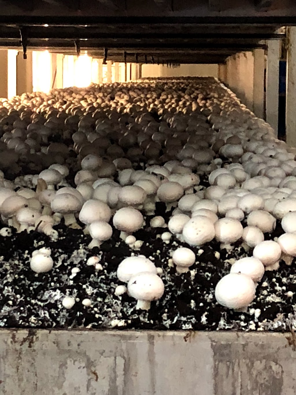 Parwan Valley Mushrooms |  | 535 Aerodrome Rd, Parwan VIC 3340, Australia | 0353695233 OR +61 3 5369 5233