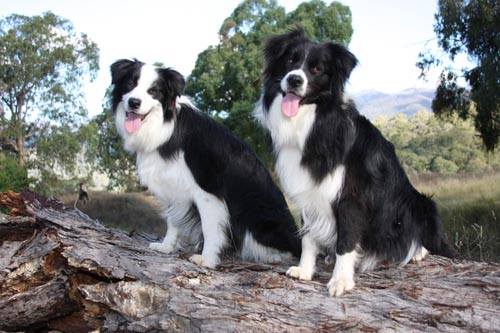 Pamper your Puppy dog grooming Moonee Ponds |  | 1/137 Waverley St, Moonee Ponds VIC 3039, Australia | 0438703879 OR +61 438 703 879