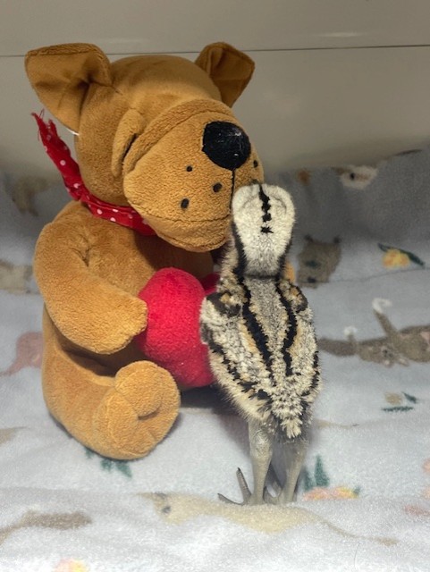 Minjerribah Wildlife Veterinary and Conservation Foundation | 8 Bingle Rd, Dunwich QLD 4183, Australia | Phone: (07) 3487 1009