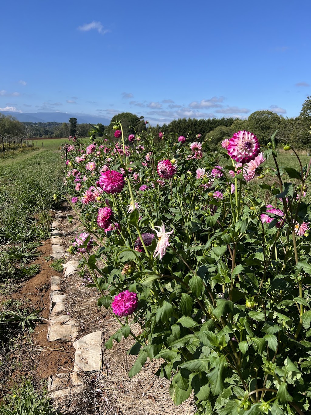 Hay Hay Berries | 165 Graham Rd, Wandin East VIC 3139, Australia | Phone: 0425 709 019