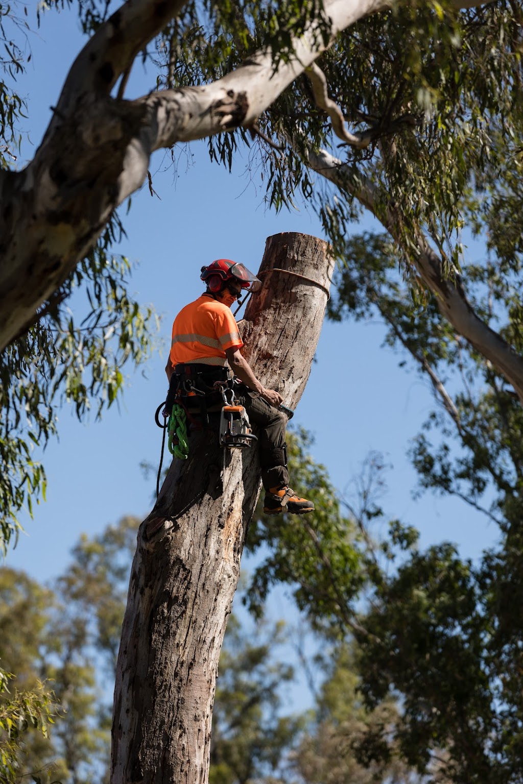 Dubbo Tree Service | 18 Spence St, Dubbo NSW 2830, Australia | Phone: 0424 242 332