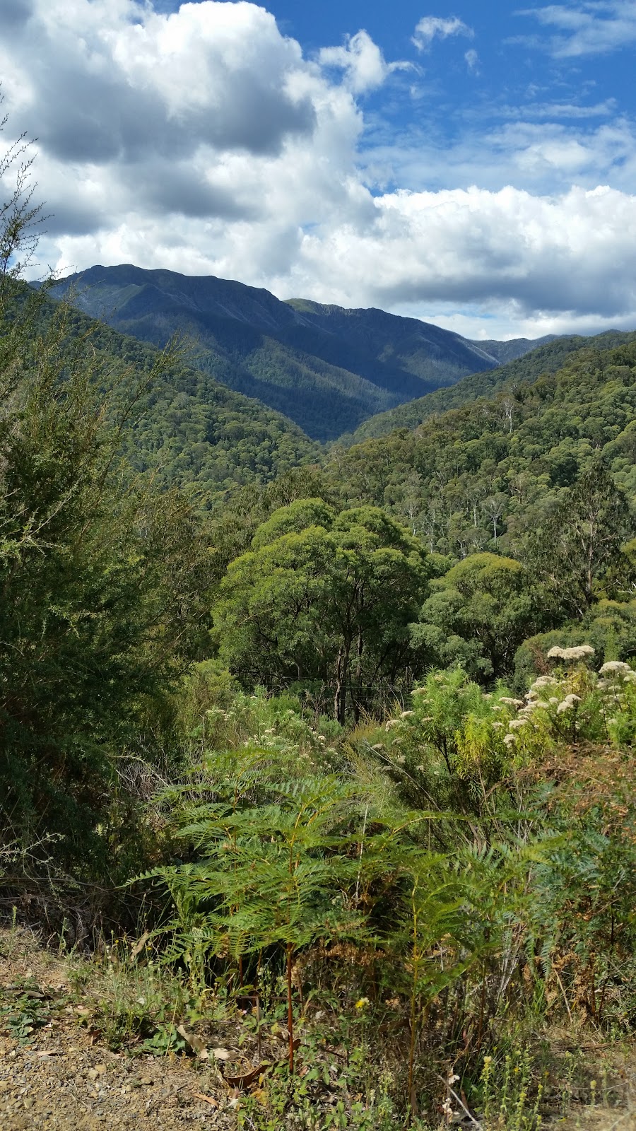 Big Hill Mountain Bike Park | Bogong High Plains Tourist Drive, Mount Beauty VIC 3699, Australia