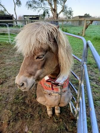 Horses Healing Us | Moora Moora, 93 Howards Ln, Kyabram VIC 3620, Australia | Phone: 0411 576 676