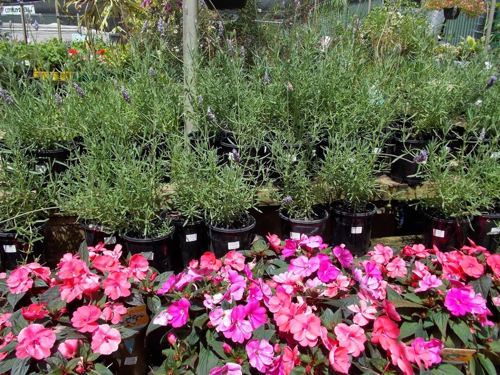 Peninsula Nursery & Garden Centre | store | 89 Port Rd, New Town SA 5554, Australia | 0888212222 OR +61 8 8821 2222