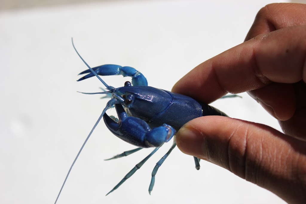 Electric Blue Yabbies For sale | 2/9 Merino Entrance, Cockburn Central, 6164, Australia | Phone: 0401 629 895