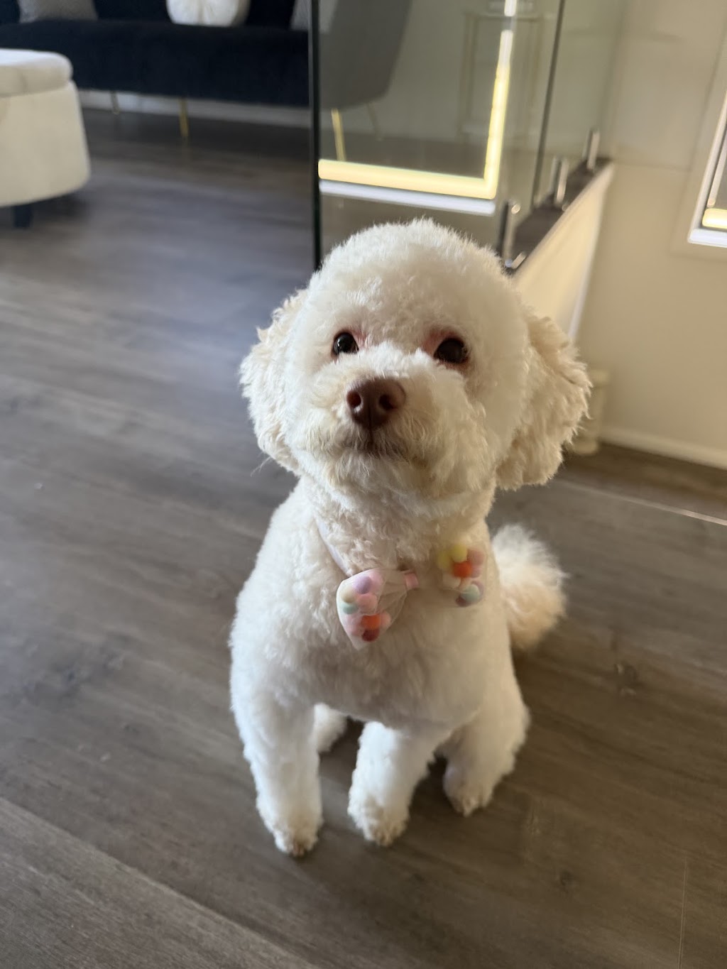 The Dog Grooming Garage | 13 Wiregrass Ave, Denham Court NSW 2565, Australia | Phone: 0438 049 618