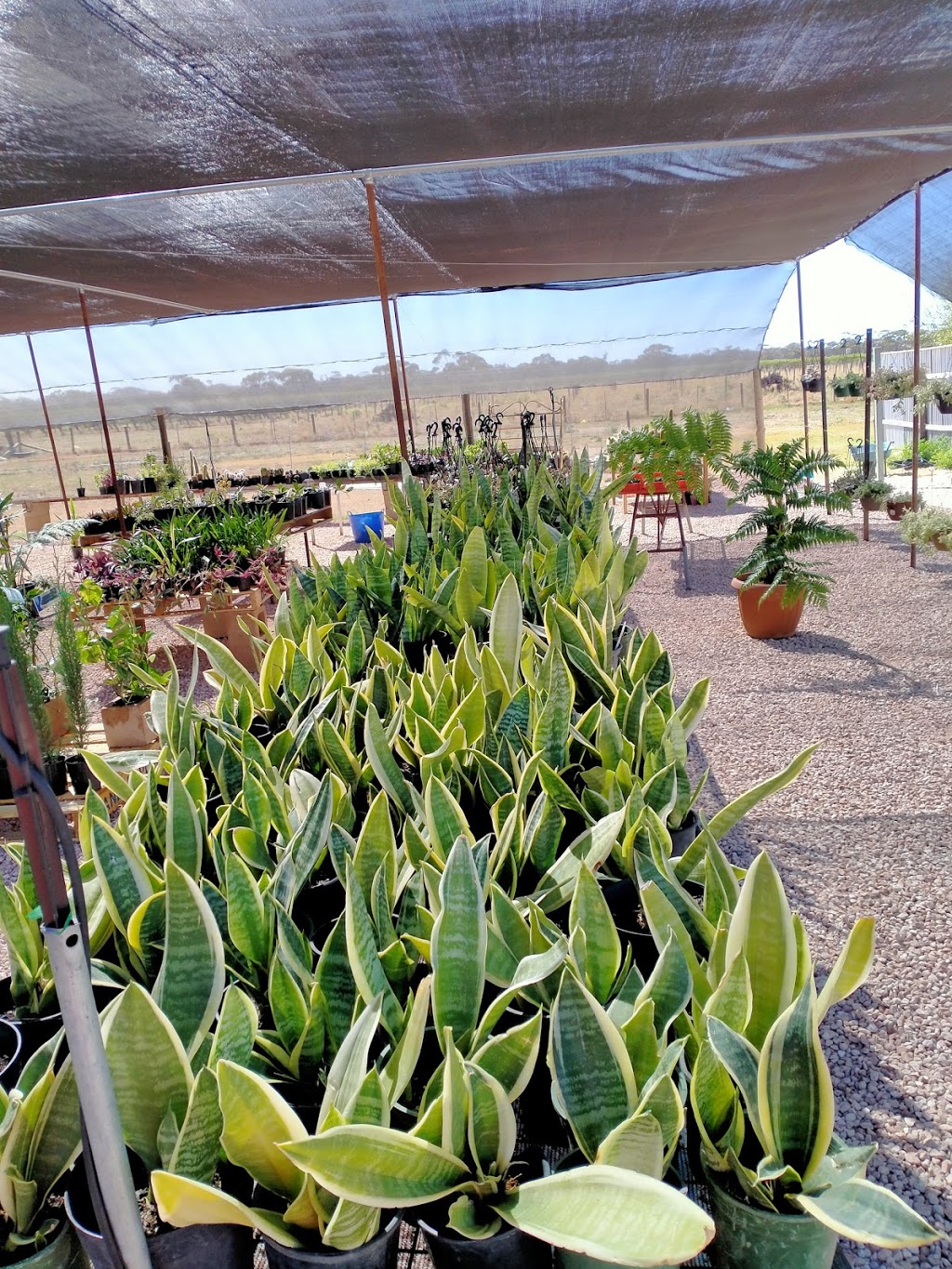 Gill plant Nursery |  | Gill plant Nursery, 233 White Cliff Ave, Mildura VIC 3500, Australia | 0478804384 OR +61 478 804 384