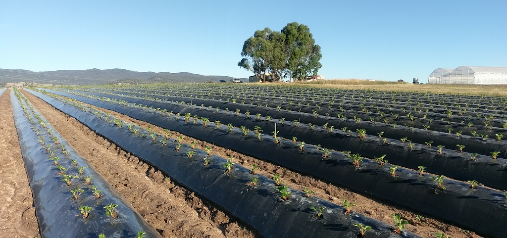 Bimbimbi Farm - Certified Organic Berries | 112 Peacheys Ln, Barjarg VIC 3723, Australia | Phone: 0410 517 652