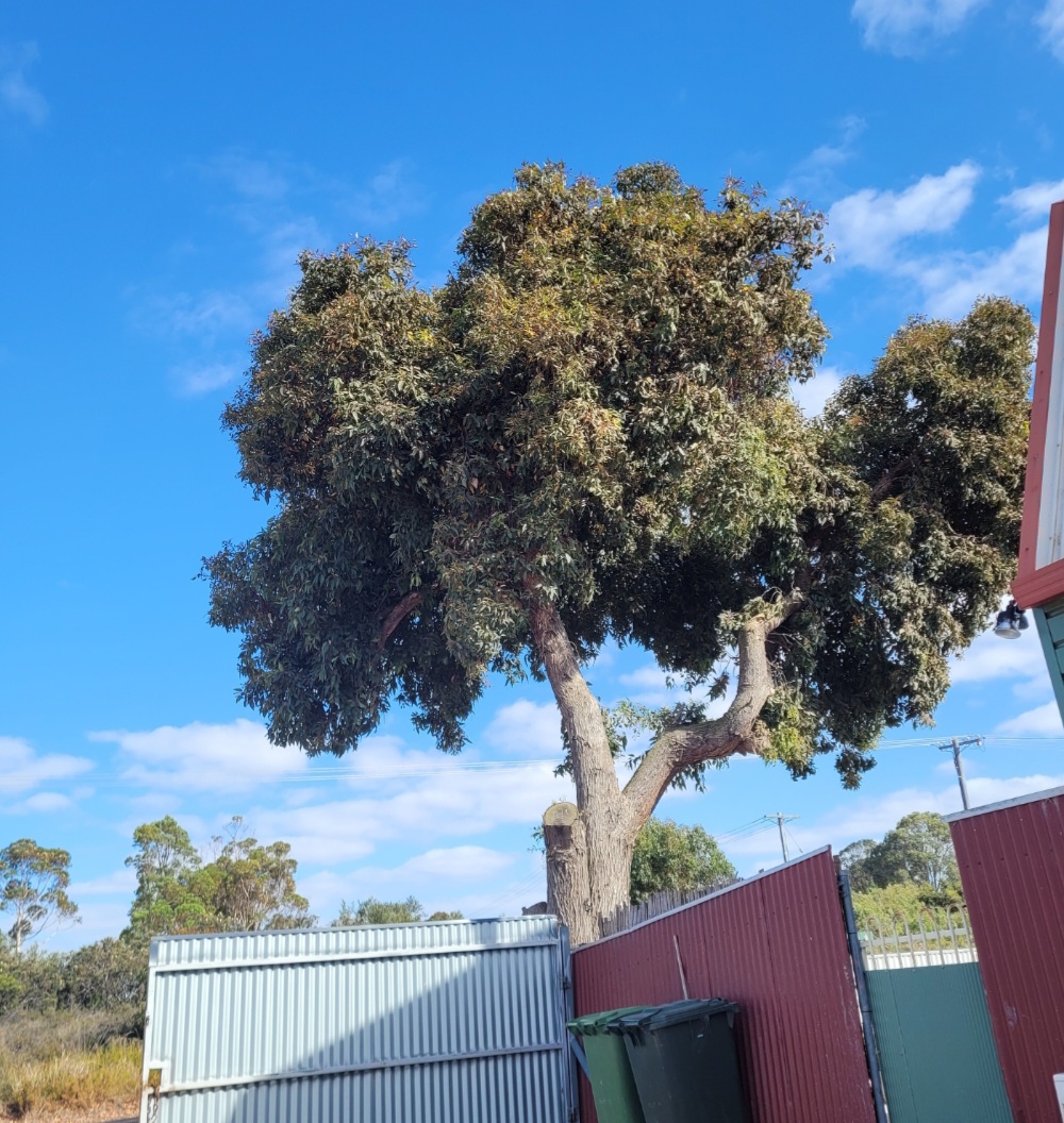 Pink Lake Tree Works | 804 Eleven Mile Beach Rd, Pink Lake WA 6450, Australia | Phone: 0400 660 141